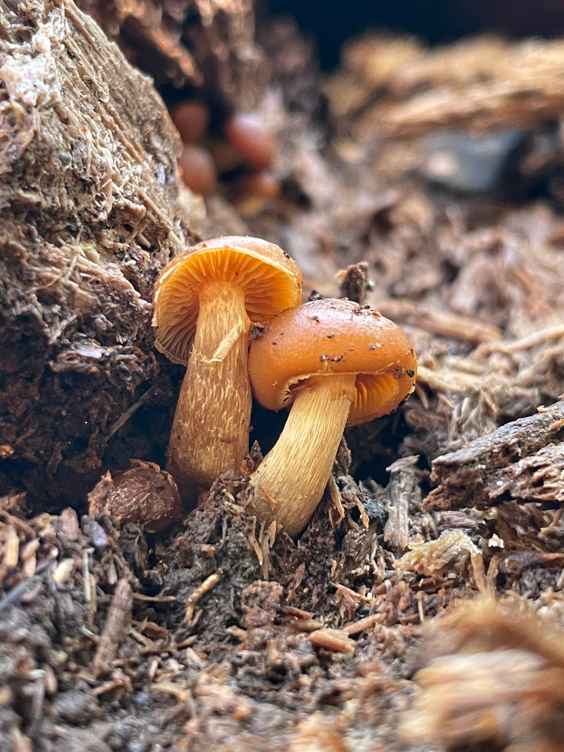 Mushroom’s I’ve Seen